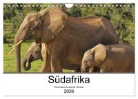 Südafrika - Eine beeindruckende Tierwelt (Wandkalender 2026 DIN A4 quer), CALVENDO Monatskalender