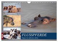 Hippos im südlichen Afrika (Wandkalender 2026 DIN A4 quer), CALVENDO Monatskalender