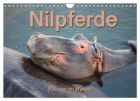 Nilpferde, Kolosse im Wasser (Wandkalender 2026 DIN A4 quer), CALVENDO Monatskalender