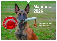 Malinois - Wahnsinn auf vier Pfoten (Wandkalender 2026 DIN A3 quer), CALVENDO Monatskalender