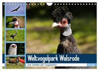 Weltvogelpark Walsrode - Die Vielfalt der Vogelarten (Wandkalender 2026 DIN A4 quer), CALVENDO Monatskalender