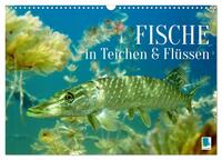 Fische in Teichen und Flüssen (Wandkalender 2026 DIN A3 quer), CALVENDO Monatskalender