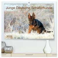 Junge Deutsche Schäferhunde (hochwertiger Premium Wandkalender 2026 DIN A2 quer), Kunstdruck in Hochglanz