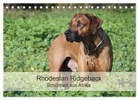 Rhodesian Ridgeback Schönheit aus Afrika (Tischkalender 2026 DIN A5 quer), CALVENDO Monatskalender