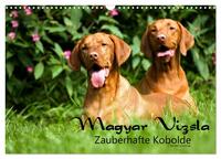 Magyar Vizsla - Zauberhafte Kobolde (Wandkalender 2026 DIN A3 quer), CALVENDO Monatskalender
