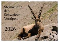 Steinwild in den Schweizer Voralpen (Wandkalender 2026 DIN A2 quer), CALVENDO Monatskalender