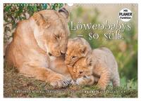 Emotionale Momente: Löwenbabys - so süß. (Wandkalender 2026 DIN A3 quer), CALVENDO Monatskalender
