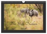 Das Weiße Nashorn (Wandkalender 2026 DIN A4 quer), CALVENDO Monatskalender