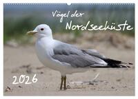 Vögel der Nordseeküste (Wandkalender 2026 DIN A2 quer), CALVENDO Monatskalender