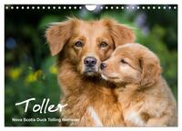 Toller - Nova Scotia Duck Tolling Retriever (Wandkalender 2026 DIN A4 quer), CALVENDO Monatskalender