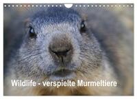 Wildlife - Verspielte Murmeltiere (Wandkalender 2026 DIN A4 quer), CALVENDO Monatskalender