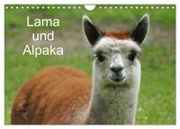 Lama und Alpaka (Wandkalender 2026 DIN A4 quer), CALVENDO Monatskalender