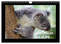 Australia Wildlife (Wandkalender 2026 DIN A4 quer), CALVENDO Monatskalender