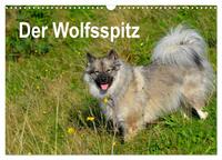 Der Wolfsspitz (Wandkalender 2026 DIN A3 quer), CALVENDO Monatskalender