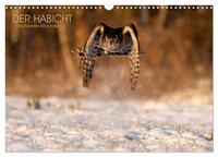 DER HABICHT, Des Falkners Allrounder (Wandkalender 2026 DIN A3 quer), CALVENDO Monatskalender