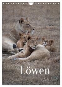 Löwen in Sabi Sands (Wandkalender 2026 DIN A4 hoch), CALVENDO Monatskalender
