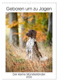 Geboren um zu Jagen. Der kleine Münsterländer (Wandkalender 2026 DIN A3 hoch), CALVENDO Monatskalender