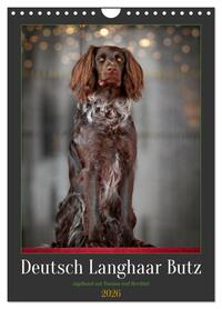 Deutsch Langhaar Butz - Jagdhund mit Passion und Herzblut (Wandkalender 2026 DIN A4 hoch), CALVENDO Monatskalender