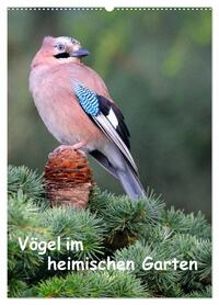 Vögel im heimischen Garten (Wandkalender 2026 DIN A2 hoch), CALVENDO Monatskalender