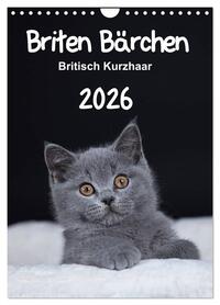Briten Bärchen – Britisch Kurzhaar 2026 (Wandkalender 2026 DIN A4 hoch), CALVENDO Monatskalender