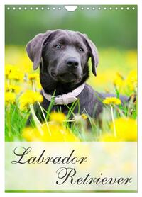 Labrador Retriever (Wandkalender 2026 DIN A4 hoch), CALVENDO Monatskalender