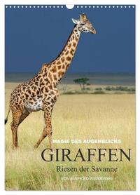 Magie des Augenblicks - Giraffen - Riesen der Savanne (Wandkalender 2026 DIN A3 hoch), CALVENDO Monatskalender