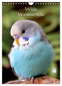 Wilde Wellensittiche (Wandkalender 2026 DIN A4 hoch), CALVENDO Monatskalender