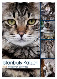 Istanbuls Katzen (Wandkalender 2026 DIN A2 hoch), CALVENDO Monatskalender