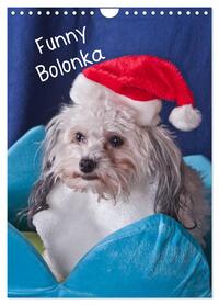 Funny Bolonka (Wandkalender 2026 DIN A4 hoch), CALVENDO Monatskalender