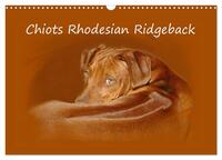 Chiots Rhodesian Ridgeback (Calendrier mural 2026 DIN A3 vertical), CALVENDO calendrier mensuel
