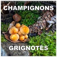 Champignons grignotés (Calendrier mural carré 2026 30x30 cm) Calendrier double avec une page pour vos prises de notes