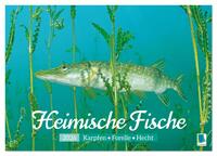 Heimische Fische: Karpfen, Forelle, Hecht (Tischkalender 2026 DIN A5 quer), CALVENDO Monatskalender