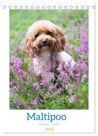 Maltipoo - Malteser - Pudel 2026 (Tischkalender 2026 DIN A5 hoch), CALVENDO Monatskalender