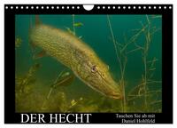 Der Hecht - Tauchen Sie ab mit Daniel Hohlfeld (Wandkalender 2026 DIN A4 quer), CALVENDO Monatskalender