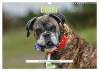 Boxer - charmante Herzensbrecher (Wandkalender 2026 DIN A3 quer), CALVENDO Monatskalender