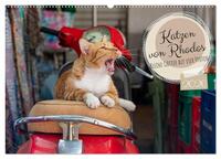Katzen von Rhodos - Kleine Götter auf vier Pfoten (Wandkalender 2026 DIN A2 quer), CALVENDO Monatskalender