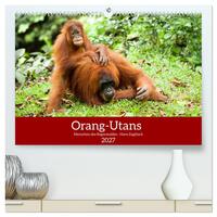 Orang-Utans - Menschen des Regenwaldes (hochwertiger Premium Wandkalender 2027 DIN A2 quer), Kunstdruck in Hochglanz