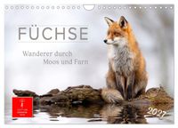 Füchse - Wanderer durch Moos und Farn (Wandkalender 2027 DIN A4 quer), CALVENDO Monatskalender