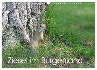 Ziesel im Burgenland (Wandkalender 2027 DIN A3 quer), CALVENDO Monatskalender