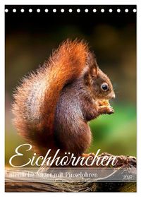 Niedlicher Nager - Das Eichhörnchen (Tischkalender 2027 DIN A5 hoch), CALVENDO Monatskalender