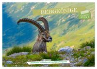 Bergkönige - Steinböcke im Blickpunkt der Naturfotografie (Wandkalender 2027 DIN A2 quer), CALVENDO Monatskalender