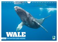 Wale: Giganten der Meere (Wandkalender 2027 DIN A4 quer), CALVENDO Monatskalender