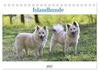 Islandhunde (Tischkalender 2027 DIN A5 quer), CALVENDO Monatskalender