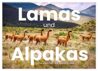 Lamas und Alpakas - Die weichen Neuweltkamele. (Wandkalender 2027 DIN A2 quer), CALVENDO Monatskalender