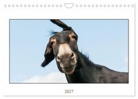 Esel Lebensfreude - Spaß mit Langohren (Wandkalender 2027 DIN A4 quer), CALVENDO Monatskalender