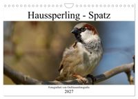 Haussperling - Spatz fotografiert von Ostfriesenfotografie (Wandkalender 2027 DIN A4 quer), CALVENDO Monatskalender