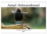 Amsel - Schwarzdrossel fotografiert von Ostfriesenfotografie (Wandkalender 2027 DIN A4 quer), CALVENDO Monatskalender