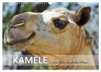 KAMELE... eine Reise durch den Oman. (Wandkalender 2027 DIN A3 quer), CALVENDO Monatskalender
