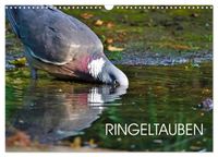 Ringeltauben (Wandkalender 2027 DIN A3 quer), CALVENDO Monatskalender