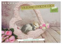 MEERSCHWEINCHEN verzaubern uns immer wieder (Tischkalender 2027 DIN A5 quer), CALVENDO Monatskalender
